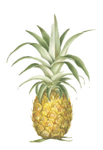 Eten en drinken Ananas Eten en drinken plaatjes 