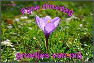 Dinsdag Facebook plaatjes Krokus, Fijne Dinsdag