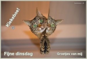 Dinsdag Facebook plaatjes Kat Fijne Dinsdag