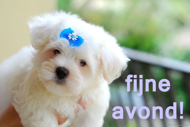 Fijne avond Facebook plaatjes Fijne Avond, Maltezer, Puppy