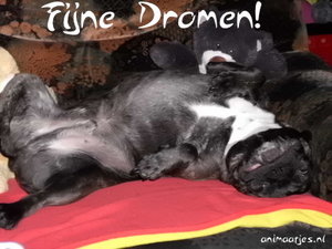 Facebook plaatjes Fijne dromen Fijne Dromen Hond