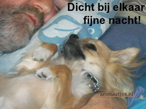 Fijne nacht Facebook plaatjes Dicht Bij Elkaar Fijne Nacht Hond