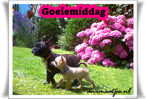 Goedemiddag Facebook plaatjes 