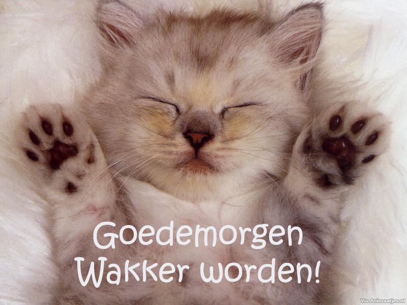 Goedemorgen Facebook plaatjes Goedemorgen, Kat, Kitten, Wakker Worden