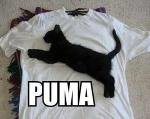 Humor Facebook plaatjes Zwarte Kat Op Shit Puma