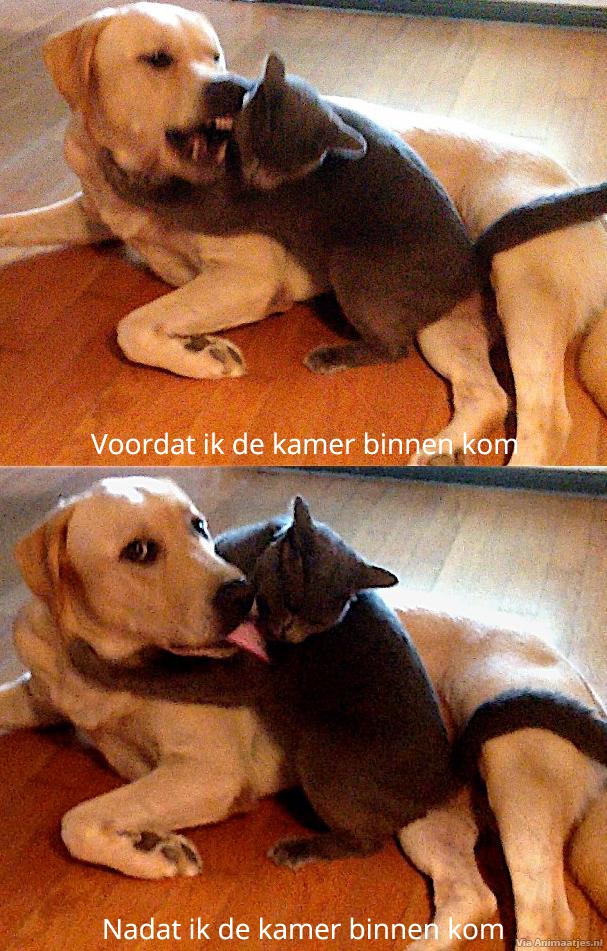 Humor Facebook plaatjes 