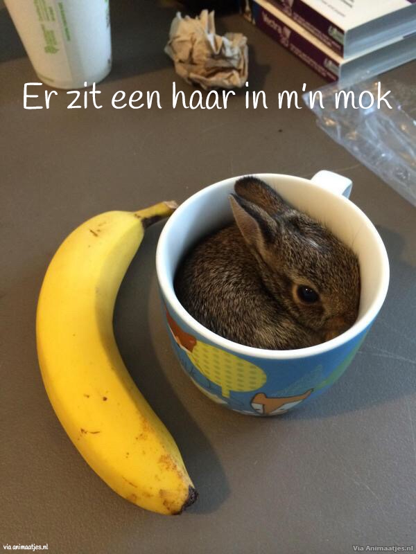 Humor Facebook plaatjes Konijn In Mok Er Zit Een Haar In Mijn Mok