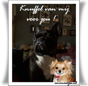 Knuffels Facebook plaatjes 