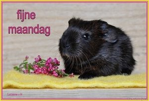 Maandag Facebook plaatjes Facebookplaatje Cavia Fijne Maandag