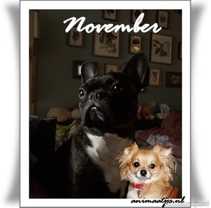 November Facebook plaatjes 