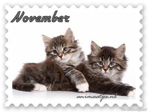 November Facebook plaatjes 