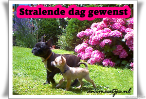 Stralende dag gewenst Facebook plaatjes 