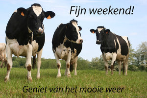 Weekend Facebook plaatjes Fijn Weekend Koeien