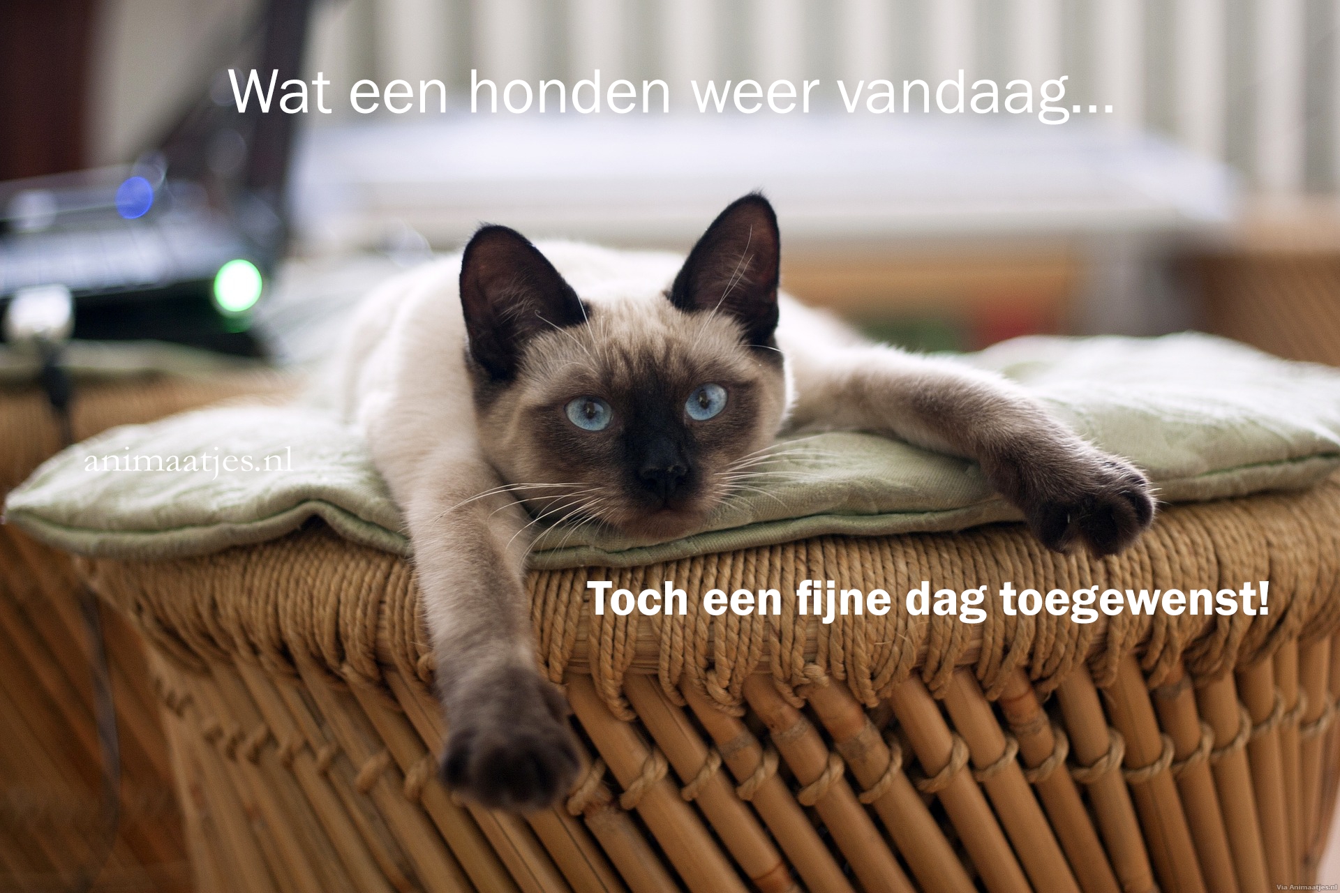 Weer Facebook plaatjes Kat Wat Een Honden Weer Vandaag