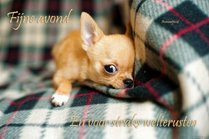 Welterusten Facebook plaatjes Chihuahua, Welterusten, Fijne Avond
