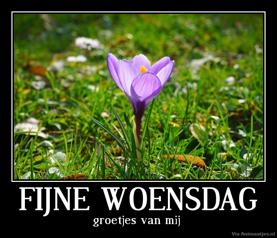 Woensdag Facebook plaatjes Fijne Woensdag, Krokus