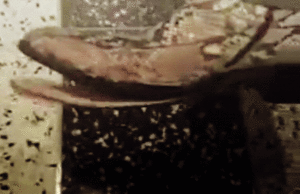 Adam Lambert GIF. Muziek Artiesten Gifs Adam lambert 