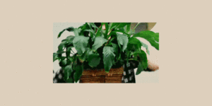Adam Lambert GIF. Artiesten Gifs Adam lambert Fotoset 