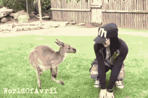 Avril Lavigne GIF. Boos Artiesten Avril lavigne Dom Gifs Pons Breuk Mirron 
