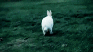 Avril Lavigne GIF. Artiesten Avril lavigne Gifs 