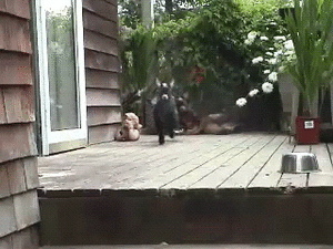 Olifant GIF. Dieren Olifant Baby Gifs 