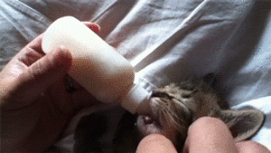 Baby GIF. Baby Gifs Cheetah Deken Gecorrigeerd tag @ _ @ 
