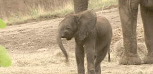 Baby GIF. Baby Gifs Het eten Lepel 