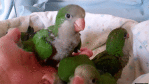 Baby GIF. Vallen Baby Rick Gifs Cartoons en comics Avontuur tijd Cartoon network Bmo Zeepbel Moed 
