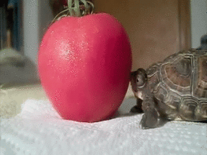 Olifant GIF. Bad Dieren Olifant Baby Gifs 