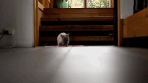 Baby GIF. Verward Baby Gifs Zeggen wat Huh Verandering 