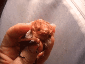 Baby GIF. Baby Gifs De onze Candice accola 