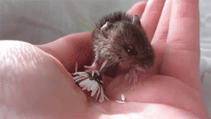 Baby GIF. Schattig Demi lovato Baby Gifs Mooi Lach Aw Schattig gif Lach gif Demi lovato gif Lova 