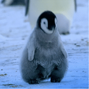 Baby GIF. Dieren Spelen Schattig Baby Kat Gifs Katje Poesje 