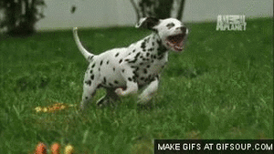 Olifant GIF. Dieren Olifant Baby Gifs Kijken Romp 