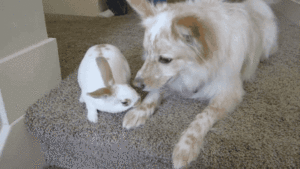 Baby GIF. Liefde Snoep Film Abbie Baby Tv Gifs Filmsterren Heath ledger Paar Paradijs Niet mijn Mijn liefde 