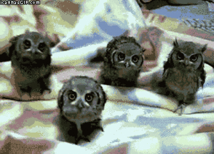 Baby GIF. Puppy Baby Gifs Dit is zo leuk ik kon kotsen Desty Scissorsafely Lol ik haat niet wetend w 