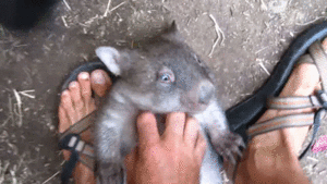 Baby GIF. Dieren Bulldog Puppy Baby Geloof Frans Gifs Hond  Jumping Gemengd Sprong Groeien Vertrouwen 
