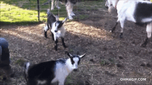 Baby GIF. Dieren Baby Gifs Yikes Chimp Beestjes Chimpansees haat mensen 