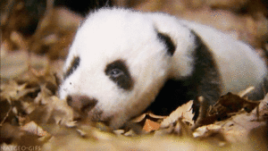 Baby GIF. Baby Engel Prinses Gifs Miss een Jia Gif: missen Ik bracht 80 jaar het verplaatsen 