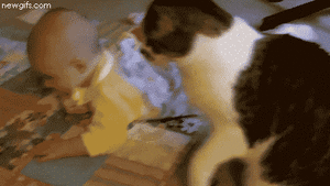 Baby GIF. Dieren Baby Kat Gifs Rollend Nudging Wrijven 