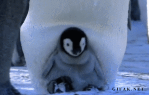 Honden GIF. Dieren Baby Gifs Hond Teckel Photobomb 