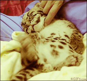 Baby GIF. Dieren Olifant Baby Gifs Dag 