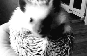 Baby GIF. Baby Gifs Mri Zijnde Geboren 