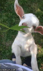 Baby GIF. Dieren Olifant Baby Helikopter Augustus Gifs Ontmoeten Kwekerij Ndotto Dswt Nairobi 