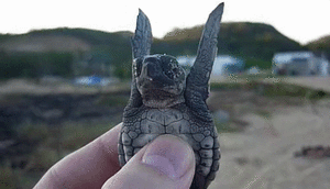 Baby GIF. Baby Gifs Smart Puzzel Het oplossen van problemen 