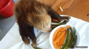 Baby GIF. Artiesten Baby Lol Gifs Kanye west Animatie Celebs Gif Animatie overheersing highdef Twerken Foxa 