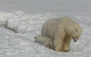 Honden GIF. Dieren Bulldog Puppy Baby Geloof Frans Gifs Hond  Jumping Gemengd Sprong Groeien Vertrouwen 