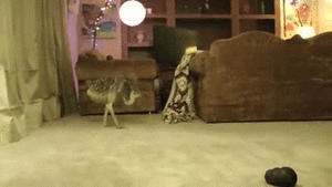 Baby GIF. Struisvogel Baby Gifs Tonen Af 