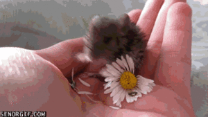 Baby GIF. Baby Gifs Gelukkig Bubbels 
