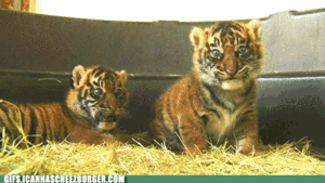 Honden GIF. Dieren Baby Gifs Hond Mopshond Trekken 